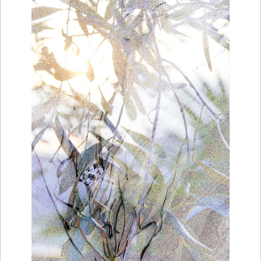 Nature's Poetry_ansichtkaarten 2027 def rand Olivesand