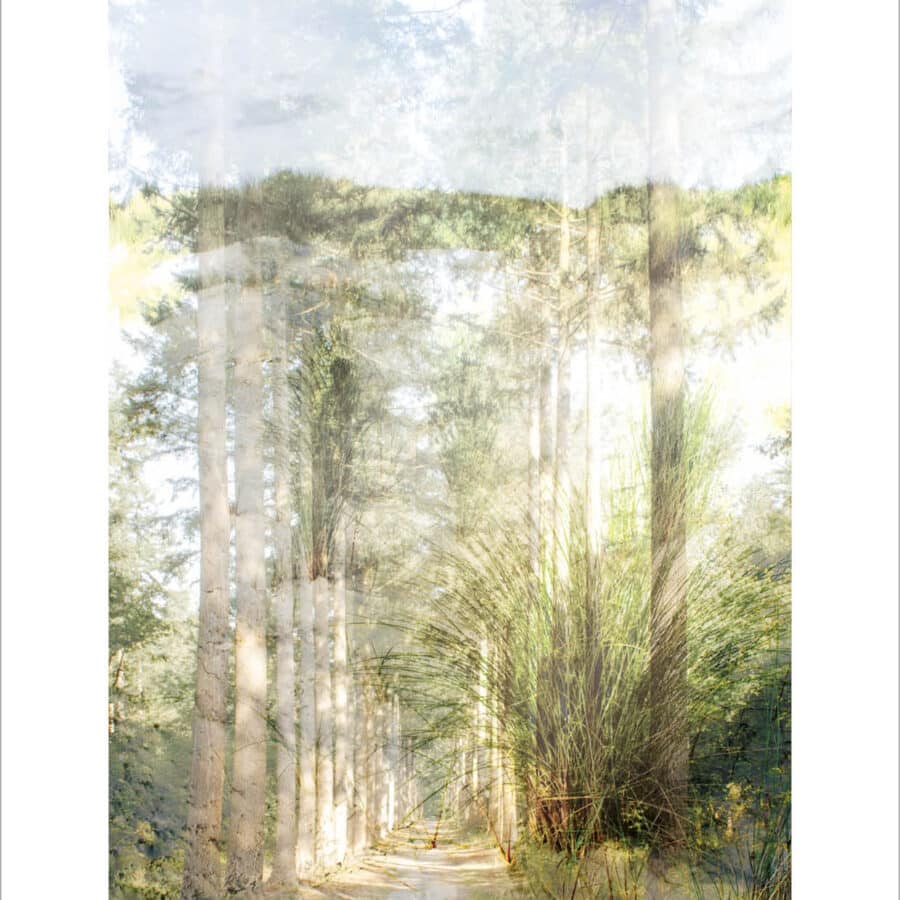 Nature's Poetry_ansichtkaarten 2027 def rand_Forestgrass